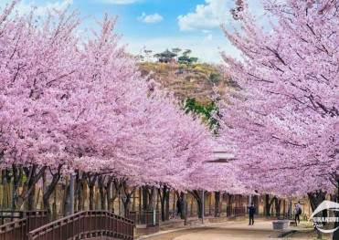 Du Lịch Hàn Quốc 5 Ngày 4 Đêm Mùa Hoa Anh Đào từ Hà Nội (Bay Vietnam Airlines)