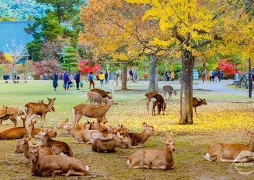 Ngắm Hoa Anh Đào Nhật Bản: Nara - Osaka - Kyoto - Nagoya - Phú Sĩ - Tokyo 6 Ngày 5 Đêm ( Bay Vietnam Airlines )