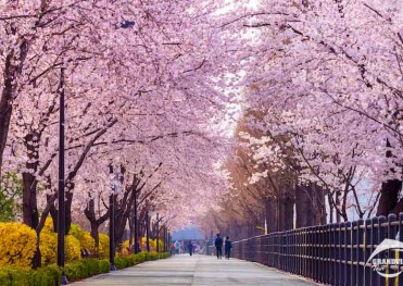 Tour Du Lịch Hàn Quốc 5 Ngày 4 Đêm Mùa Hoa Anh Đào